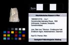 Foto (Objekt + Etikett) von Goniodromites bidentatus (Reuss, 1858)  (NHMW-GEO-1990-0041-2736)